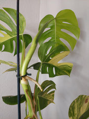 Monstera Aurea