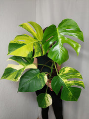 Monstera Aurea
