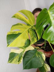 Monstera Aurea