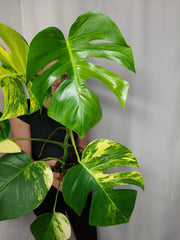 Monstera Aurea