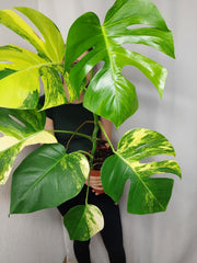 Monstera Aurea