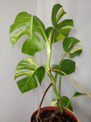 Monstera Aurea