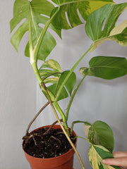 Monstera Aurea