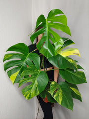 Monstera Aurea