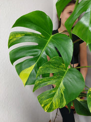 Monstera Aurea