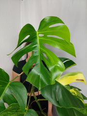Monstera Aurea