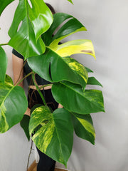 Monstera Aurea