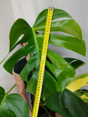 Monstera Aurea
