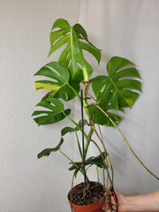 Monstera Aurea