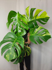 Monstera Aurea