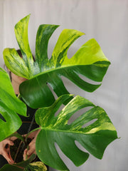 Monstera Aurea
