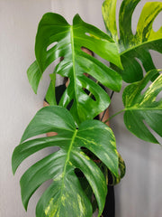 Monstera Aurea