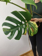 Monstera Aurea