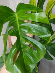 Monstera Aurea