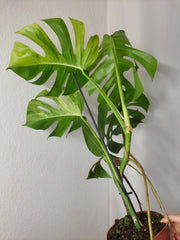 Monstera Aurea