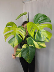 Monstera Aurea