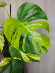 Monstera Aurea
