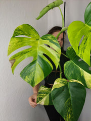 Monstera Aurea