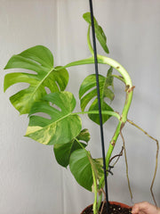 Monstera Aurea