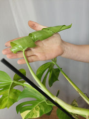 Monstera Aurea