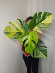 Monstera Aurea