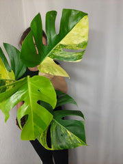 Monstera Aurea
