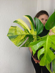 Monstera Aurea