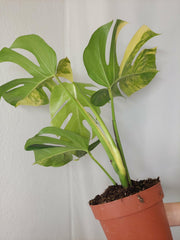 Monstera Aurea