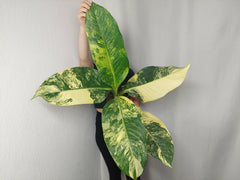 Dieffenbachia Big Ben Aurea