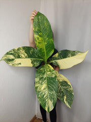 Dieffenbachia Big Ben Aurea