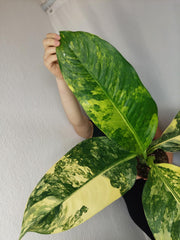 Dieffenbachia Big Ben Aurea