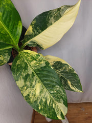 Dieffenbachia Big Ben Aurea