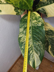 Dieffenbachia Big Ben Aurea