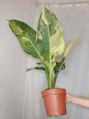 Dieffenbachia Big Ben Aurea