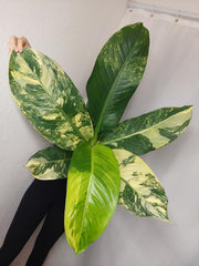 Dieffenbachia Big Ben Aurea