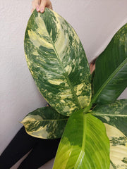 Dieffenbachia Big Ben Aurea