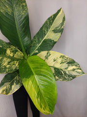 Dieffenbachia Big Ben Aurea