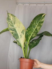 Dieffenbachia Big Ben Aurea