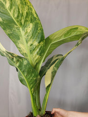 Dieffenbachia Big Ben Aurea