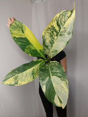 Dieffenbachia Big Ben Aurea