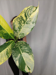 Dieffenbachia Big Ben Aurea
