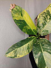 Dieffenbachia Big Ben Aurea