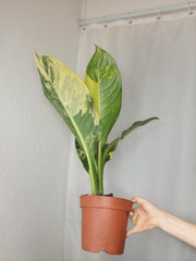 Dieffenbachia Big Ben Aurea