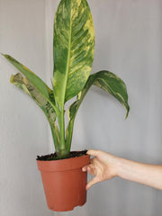 Dieffenbachia Big Ben Aurea