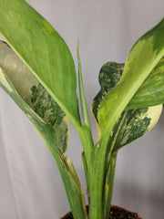 Dieffenbachia Big Ben Aurea