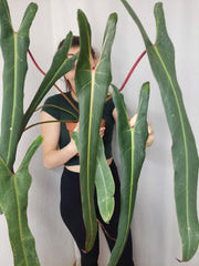 Philodendron Spiritus Sancti Adult