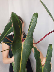 Philodendron Spiritus Sancti Adult