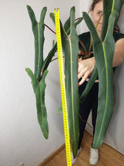 Philodendron Spiritus Sancti Adult