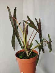 Philodendron Spiritus Sancti Adult
