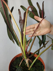 Philodendron Spiritus Sancti Adult